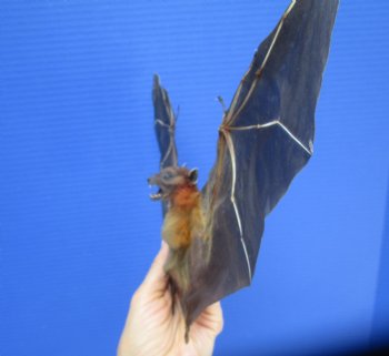 Preserved, Mummified Lessor Short-Nosed Fruit Bat in Flying Position - $73.99 each