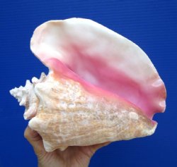 8.50 inch Queen Conch Shell, Pink Conch for $24.99
