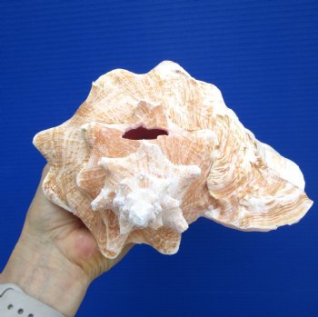 8.50 inch Queen Conch Shell, Pink Conch for $24.99