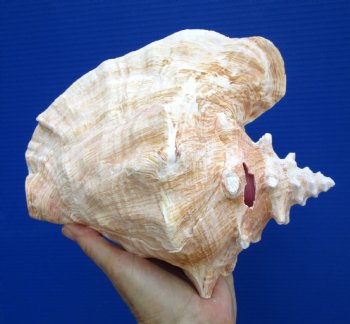 8.50 inch Queen Conch Shell, Pink Conch for $24.99