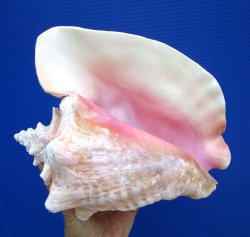 8.25 inch Queen Conch Shell, Pink Conch for $24.99