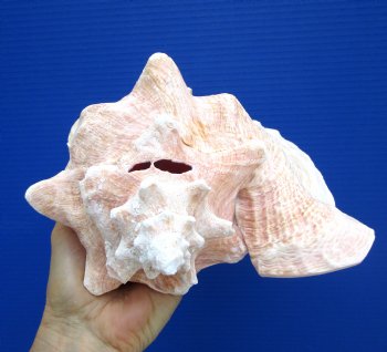 8.25 inch Queen Conch Shell, Pink Conch for $24.99