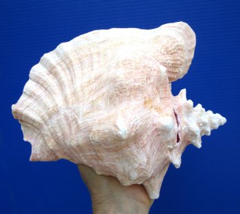 8.25 inch Queen Conch Shell, Pink Conch for $24.99