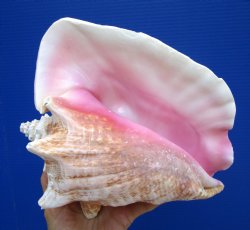 8.5 inch Queen Conch Shell, Pink Conch for $24.99