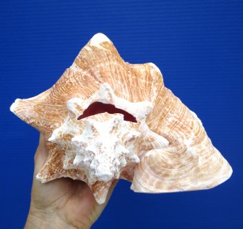 8.5 inch Queen Conch Shell, Pink Conch for $24.99