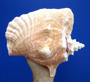 8.5 inch Queen Conch Shell, Pink Conch for $24.99