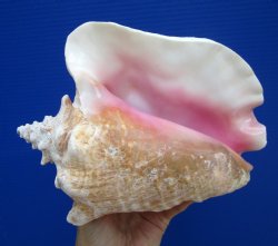 8.5 inch Queen Conch Shell, Pink Conch for $24.99