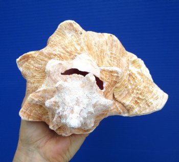 8.5 inch Queen Conch Shell, Pink Conch for $24.99