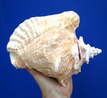8.5 inch Queen Conch Shell, Pink Conch for $24.99