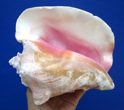 7-3/8 inches Queen Conch Shell, Pink Conch for $16.99