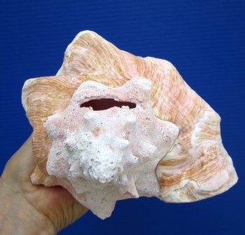 7-3/8 inches Queen Conch Shell, Pink Conch for $16.99