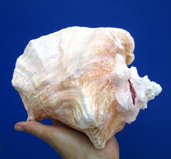 7-3/8 inches Queen Conch Shell, Pink Conch for $16.99