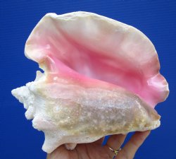 7.5 x 6.5 inches Queen Conch Shell, Pink Conch for $16.99