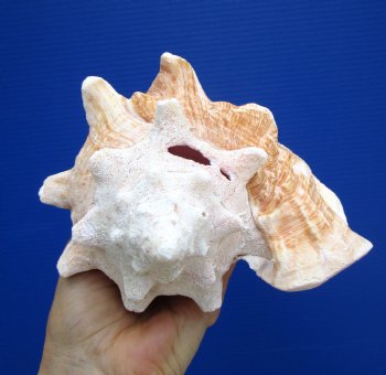 7.5 x 6.5 inches Queen Conch Shell, Pink Conch for $16.99