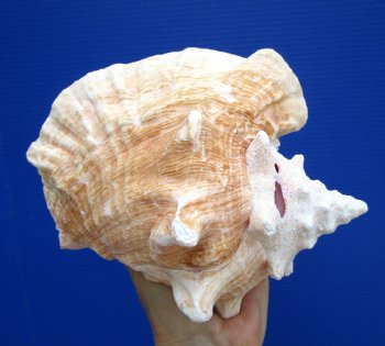 7.5 x 6.5 inches Queen Conch Shell, Pink Conch for $16.99