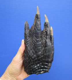 Large Florida Alligator Foot, 8 x 3.5 inches