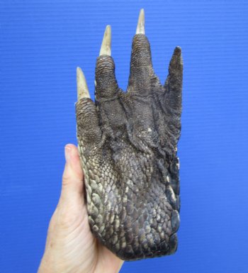 Large Florida Alligator Foot, 8 x 3.5 inches