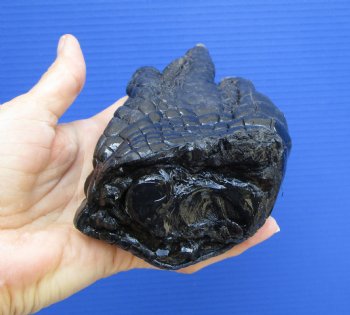 Large Florida Alligator Foot, 8 x 3.5 inches