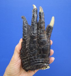 Authentic Preserved Florida Alligator Foot, (7.5"x3.75") - Buy this for $29.99