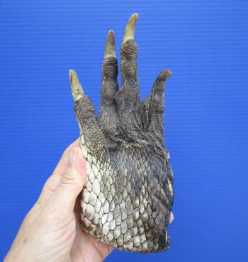 Authentic Preserved Florida Alligator Foot, (7.5"x3.75") - Buy this for $29.99