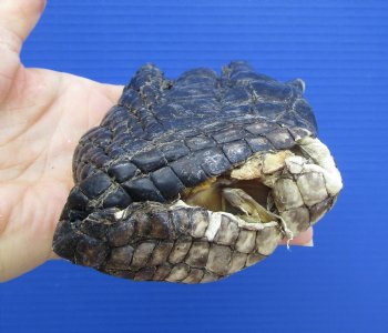 Authentic Preserved Florida Alligator Foot, (7.5"x3.75") - Buy this for $29.99