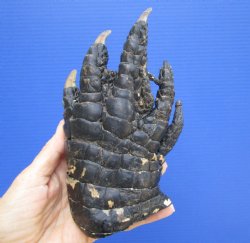 Authentic Preserved Florida Alligator Foot, (6.75"x4") - Buy this for $19.99