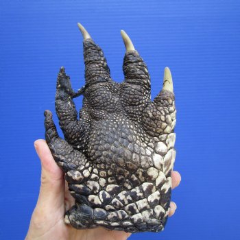 Authentic Preserved Florida Alligator Foot, (6.75"x4") - Buy this for $19.99