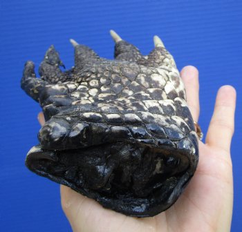 Authentic Preserved Florida Alligator Foot, (6.75"x4") - Buy this for $19.99