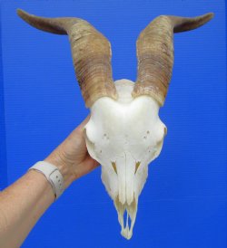 South African Angora Goat Skull with 15.75 and 15.50 inches Horns for $114.99