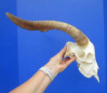 South African Angora Goat Skull with 15.75 and 15.50 inches Horns for $114.99