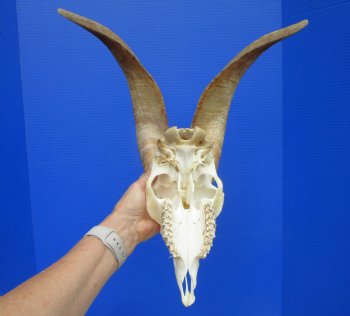 South African Angora Goat Skull with 15.75 and 15.50 inches Horns for $114.99