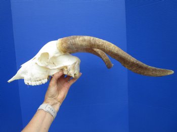 South African Angora Goat Skull with 15.75 and 15.50 inches Horns for $114.99
