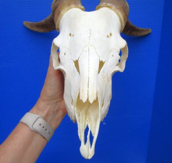 South African Angora Goat Skull with 15.75 and 15.50 inches Horns for $114.99