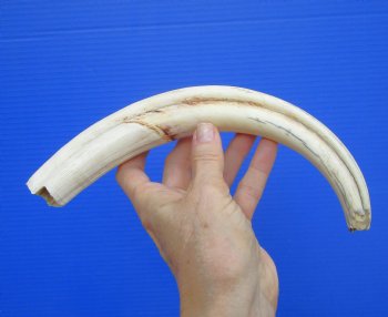 12 inches X-Large Warthog Tusk, 9.3 ounces (10" SOLID) - Buy this for $78.99