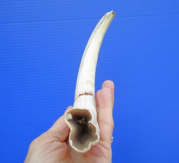 12 inches X-Large Warthog Tusk, 9.3 ounces (10" SOLID) - Buy this for $78.99