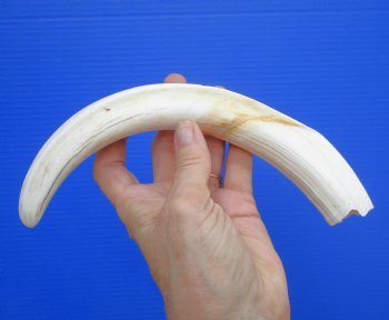 11.25 inches X-Large Warthog Tusk, 7.7 ounces (9.25" SOLID) - Buy this for $69.99