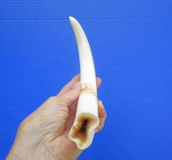 11.25 inches X-Large Warthog Tusk, 7.7 ounces (9.25" SOLID) - Buy this for $69.99