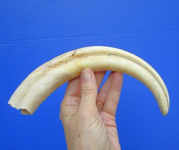 11.25 inches X-Large Warthog Tusk, 7.6 ounces (9" SOLID) - Buy this for $69.99