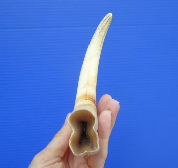 11.25 inches X-Large Warthog Tusk, 7.6 ounces (9" SOLID) - Buy this for $69.99