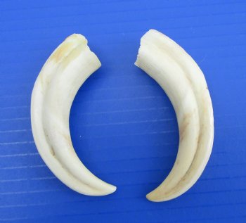Two Small African Warthog Tusks, 4.75", 4.50" - Buy these for $10 each