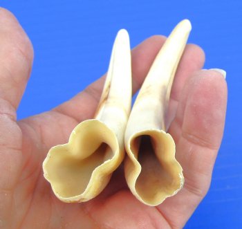 Two Small African Warthog Tusks, 4.75", 4.50" - Buy these for $10 each