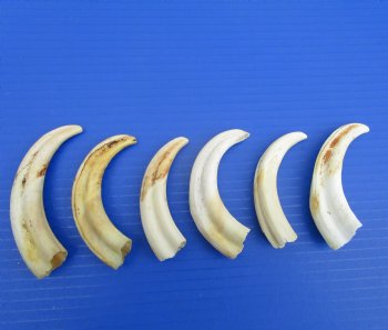 Six Small Warthog Tusks (4.75"-5"), 4.9 ounces,  - Buy for $10 each