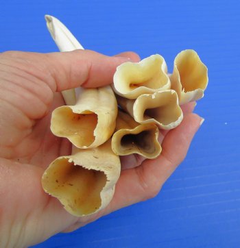 Six Small Warthog Tusks (4.75"-5"), 4.9 ounces,  - Buy for $10 each