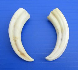 Two Small African W...