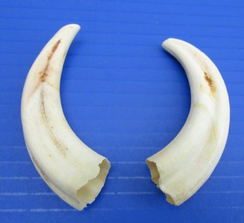 Two Small African Warthog Tusks, 3-7/8", 4"- Buy these for $10 each