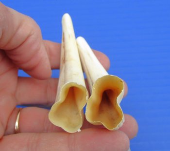 Two Small African Warthog Tusks, 3-7/8", 4"- Buy these for $10 each