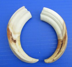 Two Small African W...