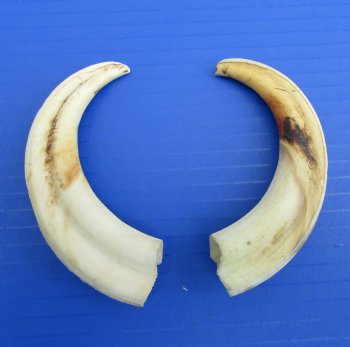 Two Small African Warthog Tusks,5.25", 5"" - Buy these for $12 each