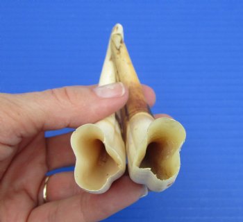 Two Small African Warthog Tusks,5.25", 5"" - Buy these for $12 each
