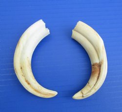 Two Small African W...